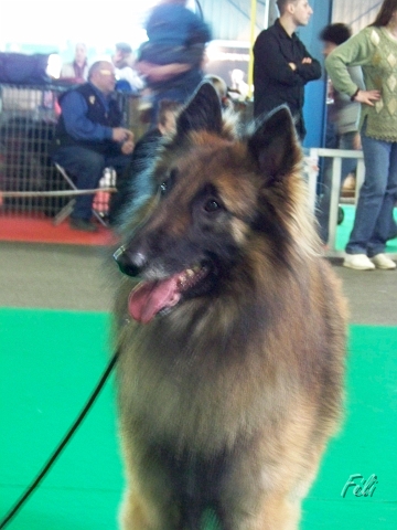 n°81 Clovis du brudour 5308.JPG